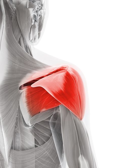Rotator cuff muscles in the shoulder joint